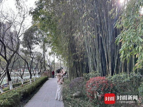 成都竹子开花 错过再等60年