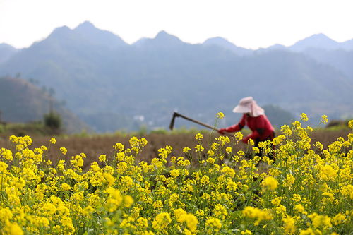 工作受挫 女子每月花780元抱树放松(女子每月抱树放松，面对工作挫折的心灵疗愈之道)