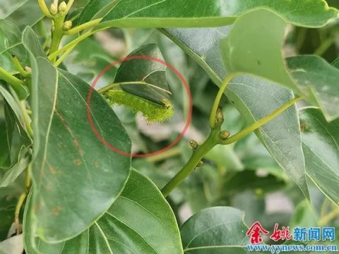 这类虫子出没高峰期咬一口或致命(警惕高峰期的致命虫害,一类虫子的威胁与防范策略) 这类虫子出没高峰期咬一口或致命(警惕高峰期的致命虫害,一类虫子的威胁与防范策略)