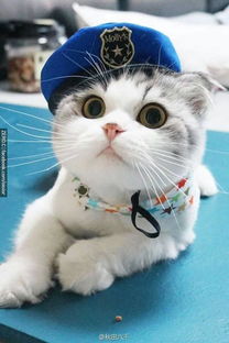 华为电脑猫咪壁纸怎么换(华为电脑更换猫咪壁纸的详细步骤) 华为电脑猫咪壁纸怎么换(华为电脑更换猫咪壁纸的详细步骤)
