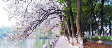 华为手机怎么拍摄花树