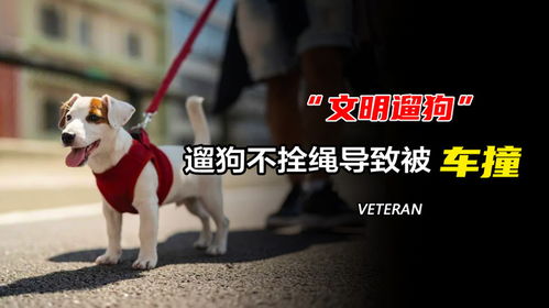 大爷爱犬去世后为陌生女子遛狗12年