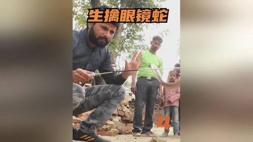 广西捕蛇者出动：两天抓了两三千条