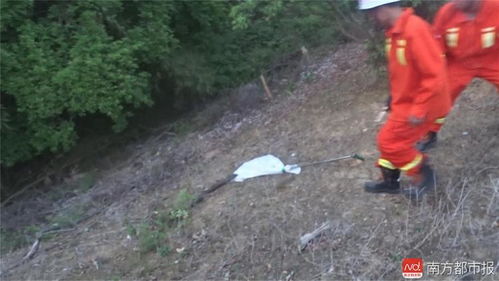 下水道里现鳄鱼 消防员拎尾踩头抓住