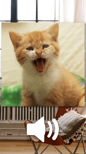 猫咪游戏大全游戏攻略 VS 放火游戏攻略 猫咪游戏大全游戏攻略 VS 放火游戏攻略